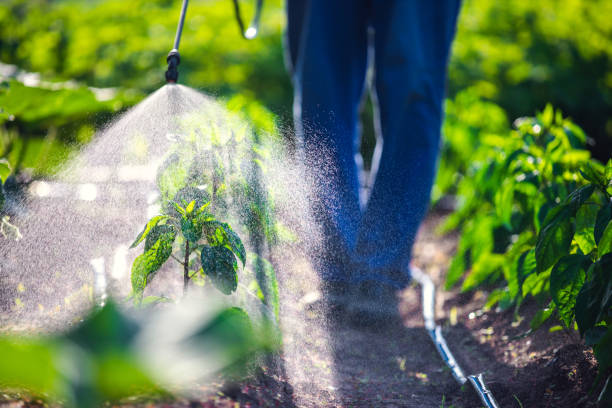 Pest Control for Hotels in Kahului, HI